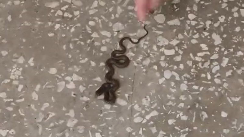 Okul koridorunda yılan paniği
