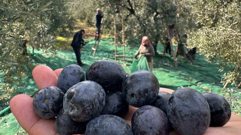 Bu Yıl Zeytin Kalitesi Yüksek