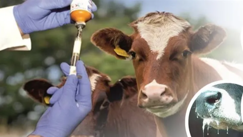 Şap hastalığı kontrol altında!