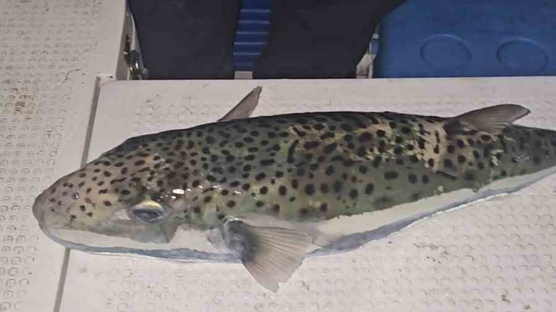 Gemlik Körfezi’nde benekli balon balığı şoku