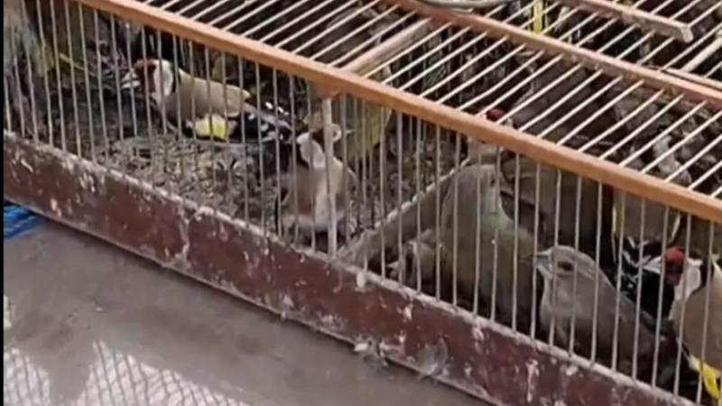 Bursa'da 79 kuş yeniden özgürlüğe kanat çırptı!