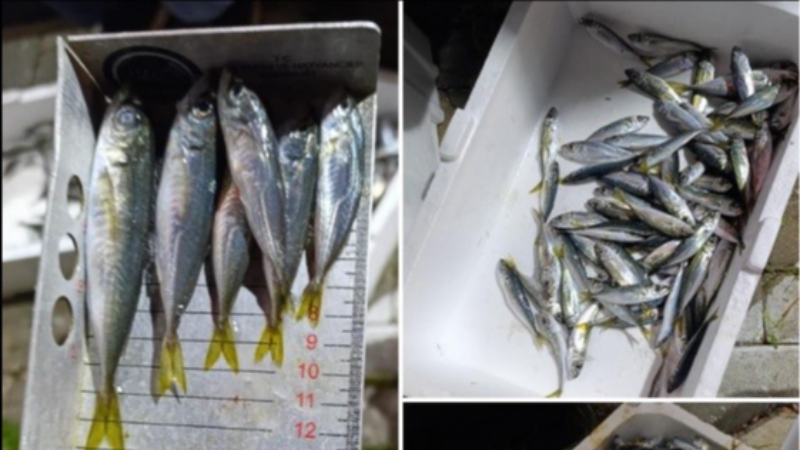 Küçük boyda avlanan balıklara el konuldu