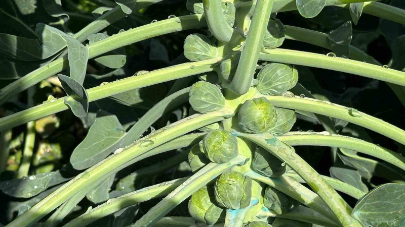 Rusya ve Hollanda lahanayı "Brüksel"den değil İznik’ten alıyor