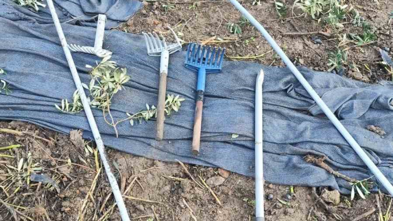 Zeytinleri dalından çaldılar