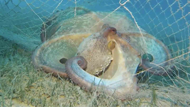 Hayalet ağlarla mücadelede 420 milyon metrekare alan tarandı