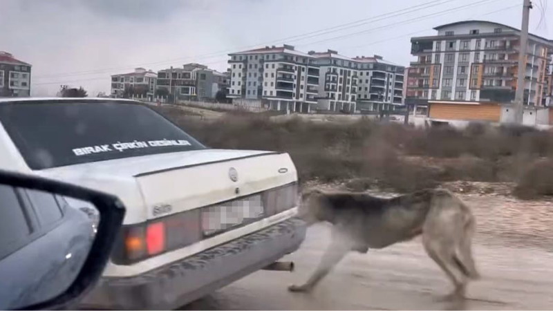 Köpeği aracın arkasına bağlayarak seyretti